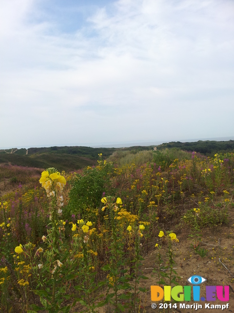 20140726_100053 Flowers in Merthyr Mawr Sand Dunes